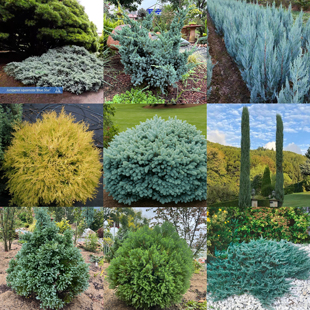 【宙斯花园】针叶树耐热耐寒盆栽合集皮实四季常青阳台花园庭院