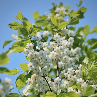 白花野茉莉 宙斯花园 安息香科芳香耐热耐寒爆花乔木盆栽花园庭院