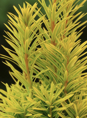 欧洲红豆杉“大卫”Taxus bac. 'David'进口直立柱形针叶树常绿