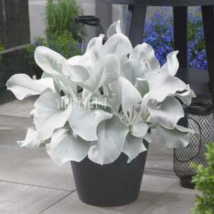 宙斯花园厚叶银叶菊进口原盆室内阳台耐寒银色植物 天使之翼