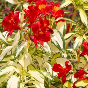 花叶六出花“摇滚乐”宙斯花园耐寒耐热多年生宿根花园植物盆栽