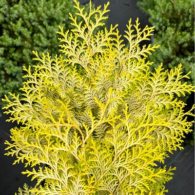 美观针叶树无观赏多年生