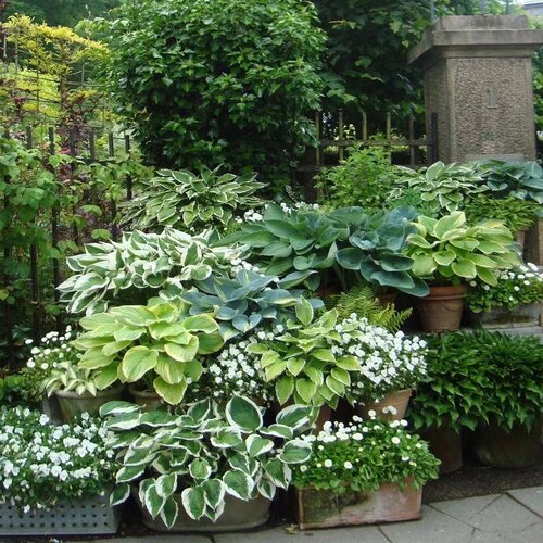 宙斯花园玉簪观叶花卉庭院阳台