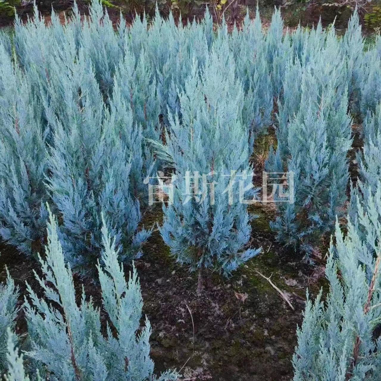 蓝色天堂“blue heaven”宙斯花园针叶柏树蓝色直立落基山圆柏 鲜花速递/花卉仿真/绿植园艺 绿植 原图主图