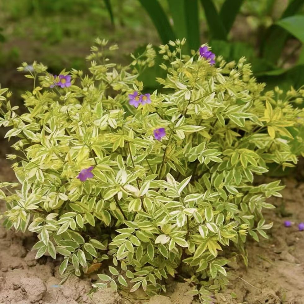 宙斯花园花荵金色羽毛多年生