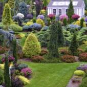 宙斯花园 直播间一物一拍花园植物针叶树宿根观叶开花庭院阳台