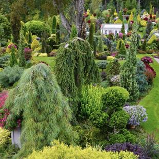 【多品种针叶树①】进口小柏树 四季常绿 杉树松树耐寒热庭院阳台