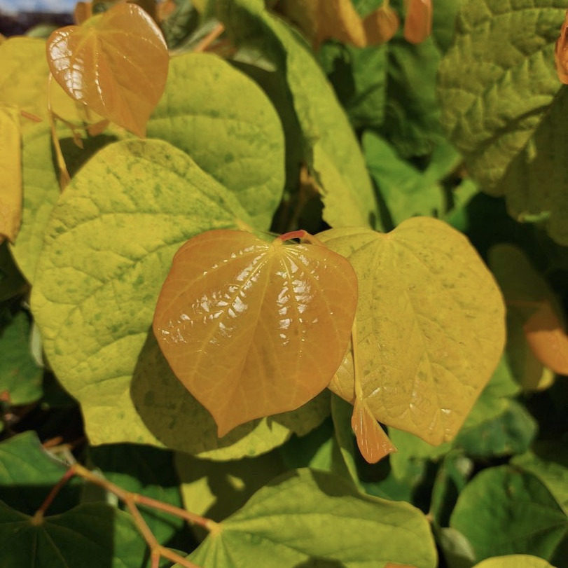 加拿大紫荆“金心”“红宝石” 宙斯花园 花叶共赏耐寒热花园庭院
