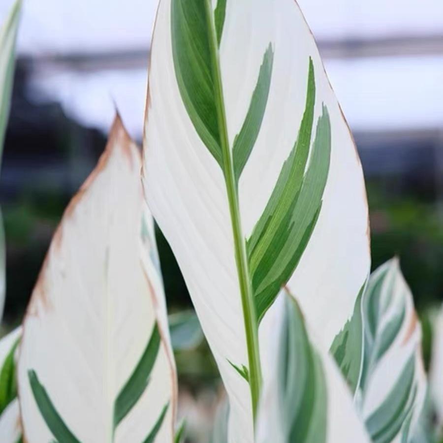 白锦美人蕉Canna 'Stuttgart'斯图加特泰国花叶美人蕉宿根多年生