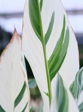 白锦美人蕉Canna 'Stuttgart'斯图加特泰国花叶美人蕉宿根多年生