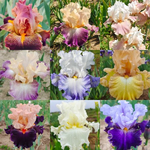 德国鸢尾春季喜阳观赏混色鸢尾