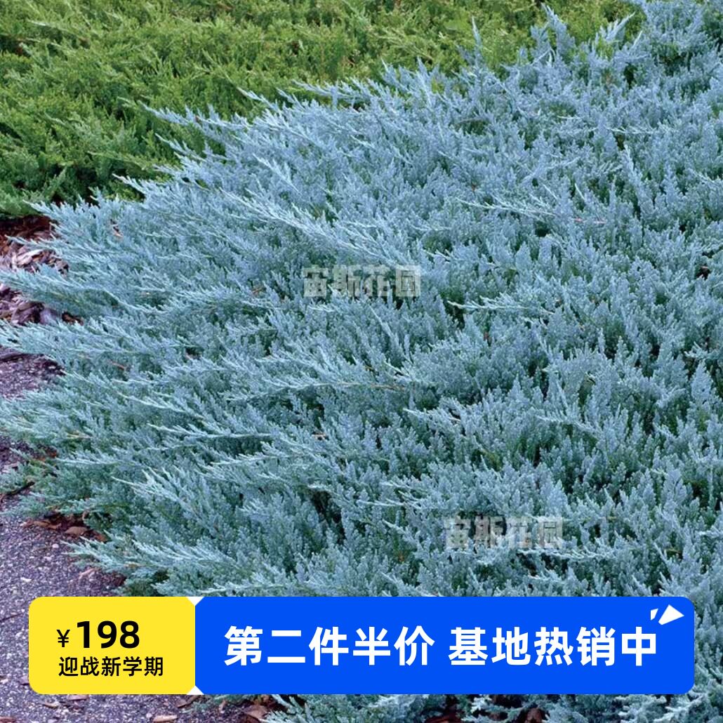 平枝圆柏“蓝筹股”'Blue Chip'宙斯花园针叶树耐热耐寒花园庭院