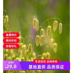 花园精灵【小盼草】宽叶林燕麦多年生宿根观赏草耐热耐寒耐阴盆栽