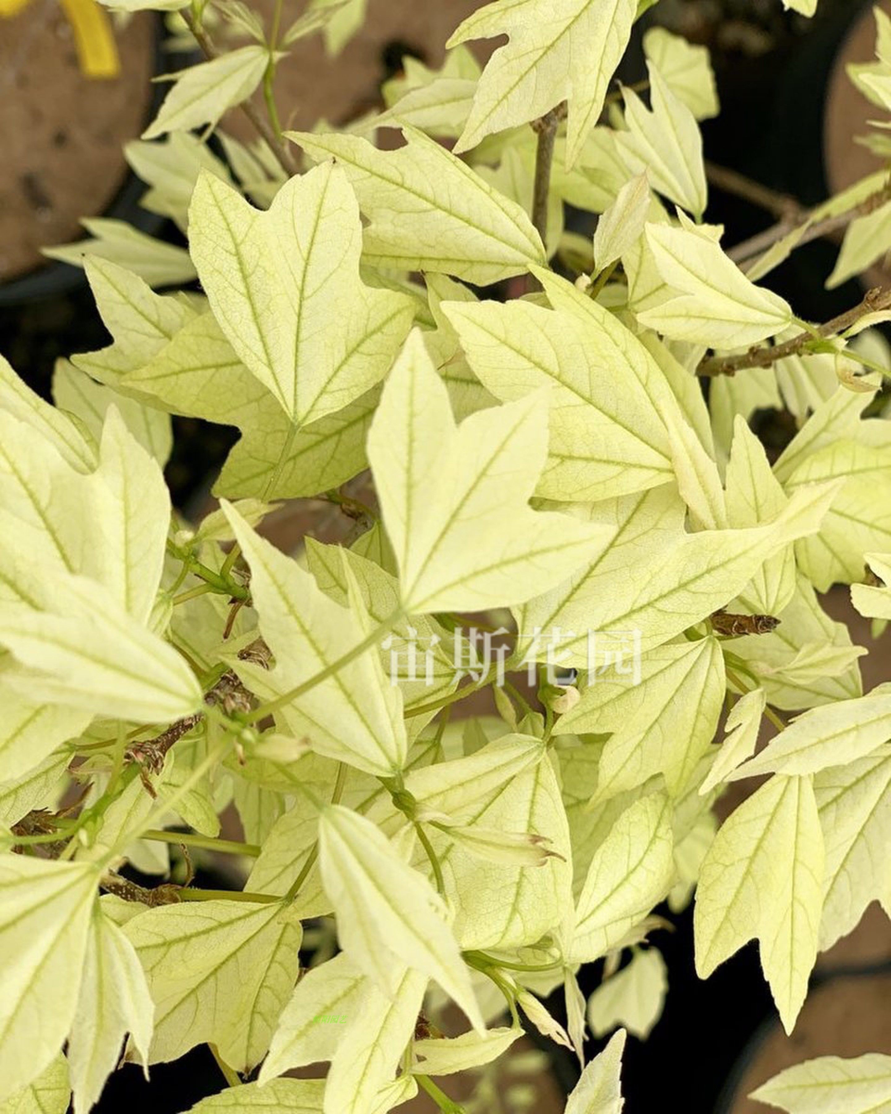 彩叶槭树三角枫花散里耐寒观叶