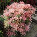 进口马醉木 日本花灌木妙龄少女嘉年华开花耐寒室内常绿观叶观花