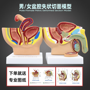 男女性盆腔正中矢状切面骨盆子宫膀胱会阴生殖器解剖医学教学模型