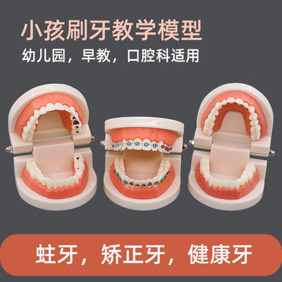 牙齿模型幼儿园刷牙教学口腔教学