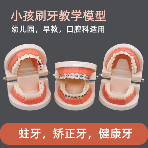 牙齿模型幼儿园刷牙教学口腔教学