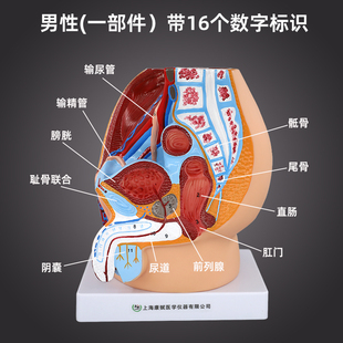 盆腔模型男性矢状解剖模型生殖系统切面会阴生殖器医学教学模型