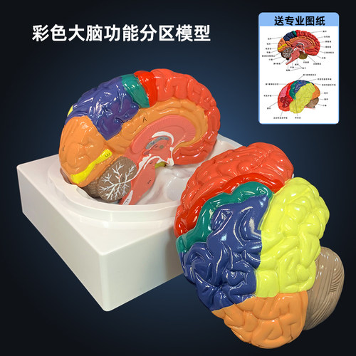 人体彩色大脑功能分区解剖模型