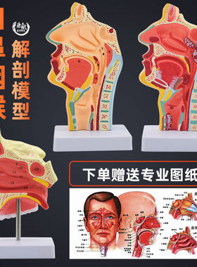 人体鼻腔口耳鼻喉科鼻子解剖模型