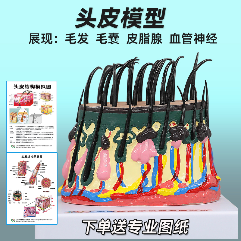 头发生长周期模型头皮结构皮下组织脱发过程毛发毛囊毛根血管神经