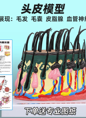 头发生长周期模型头皮结构皮下组织脱发过程毛发毛囊毛根血管神经