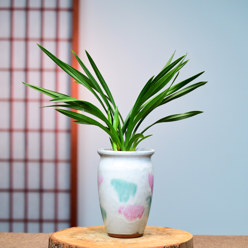 0321青山玉泉兰花花卉绿植盆栽不带花苞室内客厅办公阳台卧室浓香