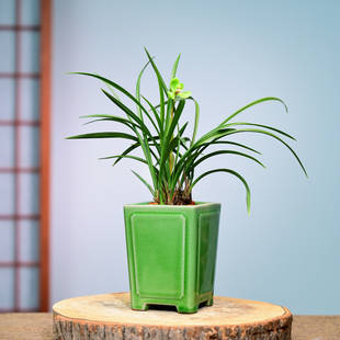 西神梅兰花春兰蕙兰花卉绿植盆栽室内客厅办公桌阳台浓香不带花苞