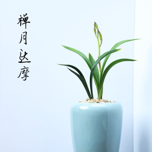 0327禅月达摩兰花花卉绿植盆栽室内客厅办公阳台卧室浓香不带花苞