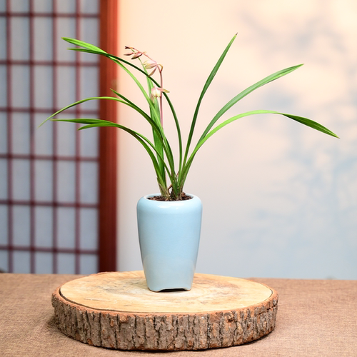 千霞冠带花苞紫砂盆栽好四季建兰花卉绿植物兰花苗名贵精品客厅