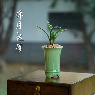 金边矮种禅月达摩带花苞景德镇盆栽四季建兰花卉绿植物兰花苗名贵