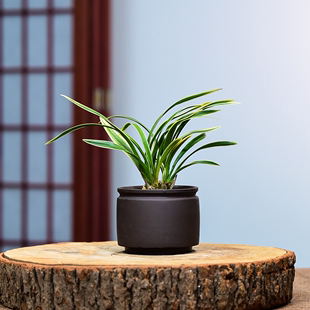 洛神紫砂盆栽好四季建兰花卉绿植物兰花苗带花苞名贵精品金边矮种