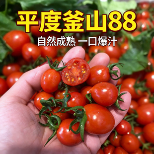 山东平度新鲜现摘圣女果釜山88小番茄爆汁酸甜坏果包赔顺丰包邮
