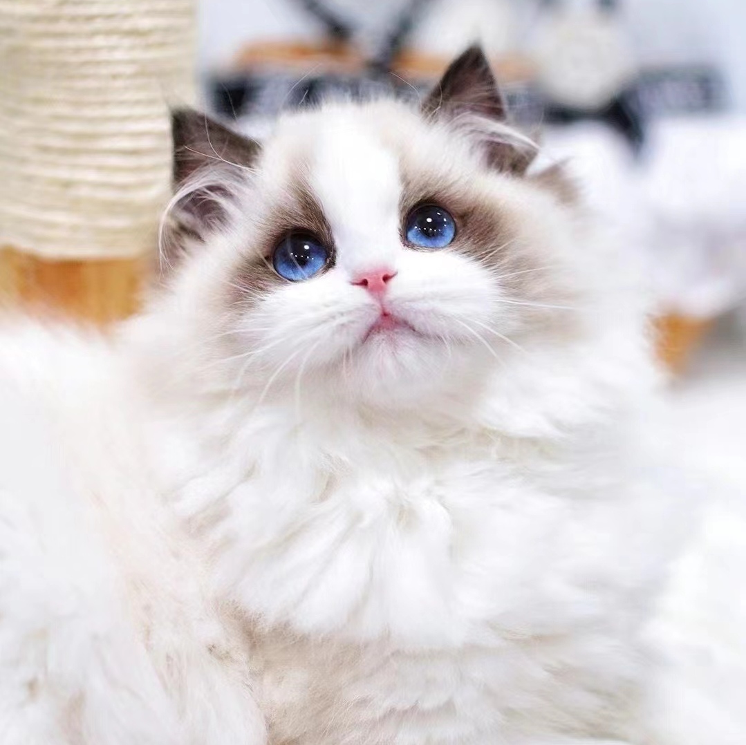 海豹双色海双布偶仙女猫满耳满背完美花色幼猫宠物猫重庆实体店