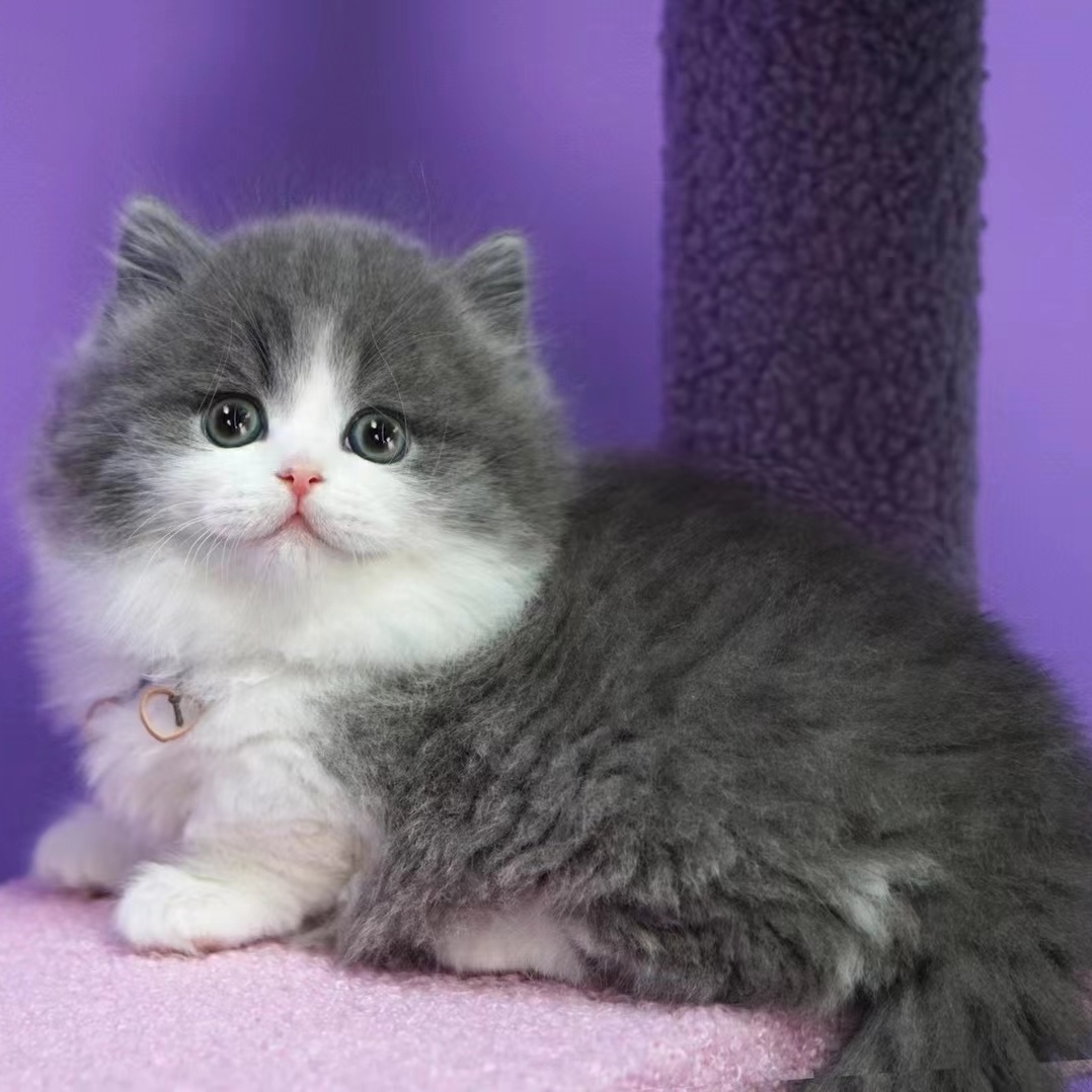 精品蓝白拿破仑矮脚长毛正八字满背爆毛贴地矮宠物重庆实体店