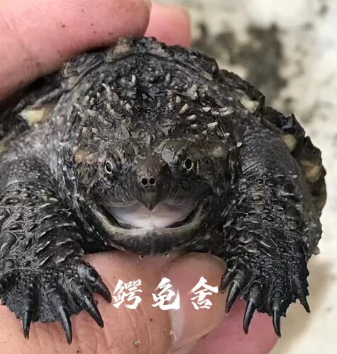 爆刺纯佛鳄龟苗原种佛鳄批发价