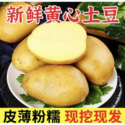 湖北长阳2026新鲜高山黄心小土豆现挖现发马铃薯黄皮应季蔬菜包邮