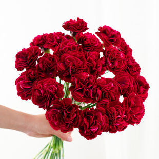 红绸康乃馨鲜花云南基地直发水养鲜切花混搭花束教师节礼物