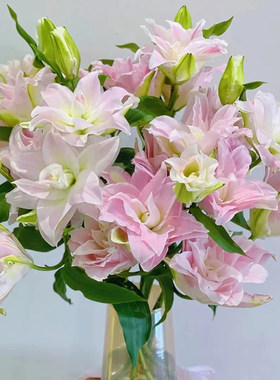 云南昆明鲜花基地直发重瓣百合花