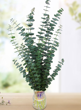 云南昆明鲜花基地花材直发尤加利叶红豆情人草配草配花家庭水养