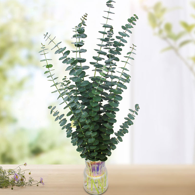 云南昆明尤加利叶水养花材