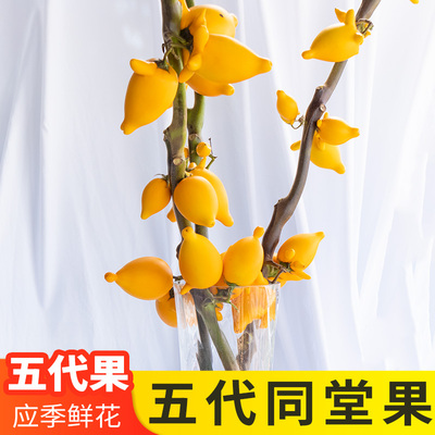 五代果鲜切花枝条云南基地直发