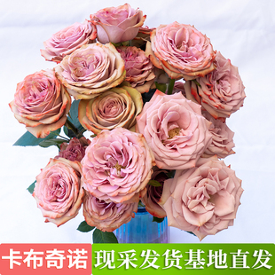 玫瑰鲜花云南昆明基地直发鲜切花真花香槟卡布洛神室内水养插花