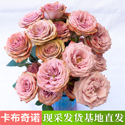 云南基地直发玫瑰鲜切花室内水养