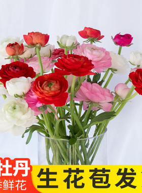洋牡丹云南昆明鲜花基地直发斗南市场批发家庭水养鲜花