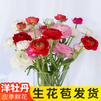 洋牡丹云南昆明鲜花斗南基地直发