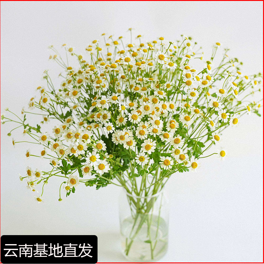 洋甘菊云南昆明基地直发鲜花花材