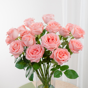 戴安娜玫瑰花鲜花云南基地直发鲜切花家用插花水养花束洋桔梗