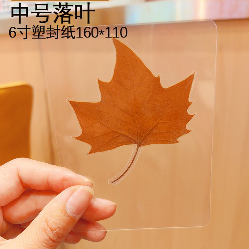 天然植物树叶枫叶梧桐树叶